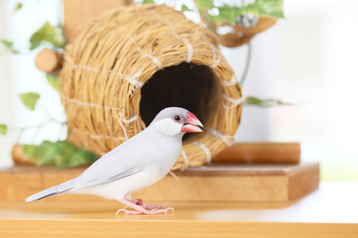 文鳥ってどんな鳥？種類や飼い方、寿命や値段、手乗り文鳥に育てるコツなどについて徹底解説！の画像07