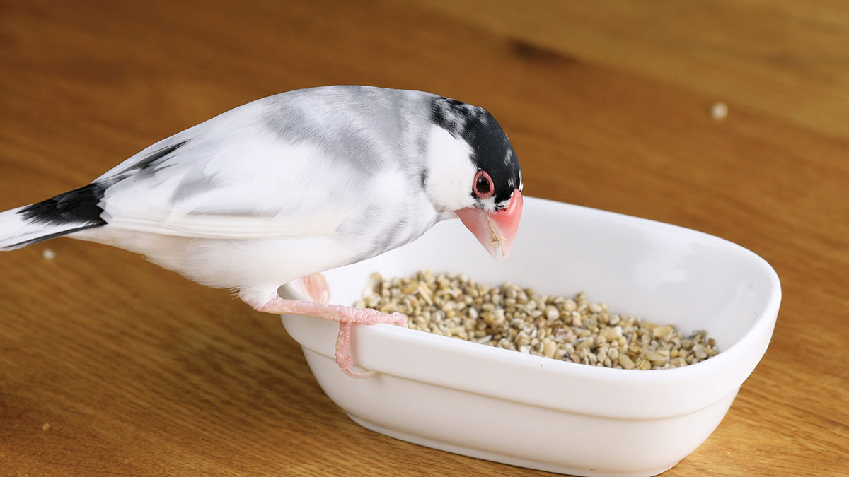 文鳥ってどんな鳥？種類や飼い方、寿命や値段、手乗り文鳥に育てるコツなどについて徹底解説！の画像08