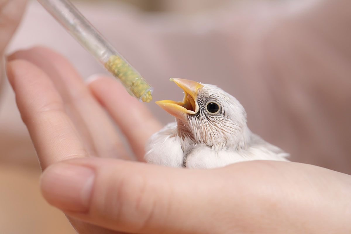 文鳥ってどんな鳥？種類や飼い方、寿命や値段、手乗り文鳥に育てるコツなどについて徹底解説！の画像09