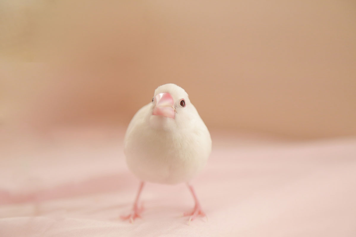 文鳥ってどんな鳥？種類や飼い方、寿命や値段、手乗り文鳥に育てるコツなどについて徹底解説！の画像10