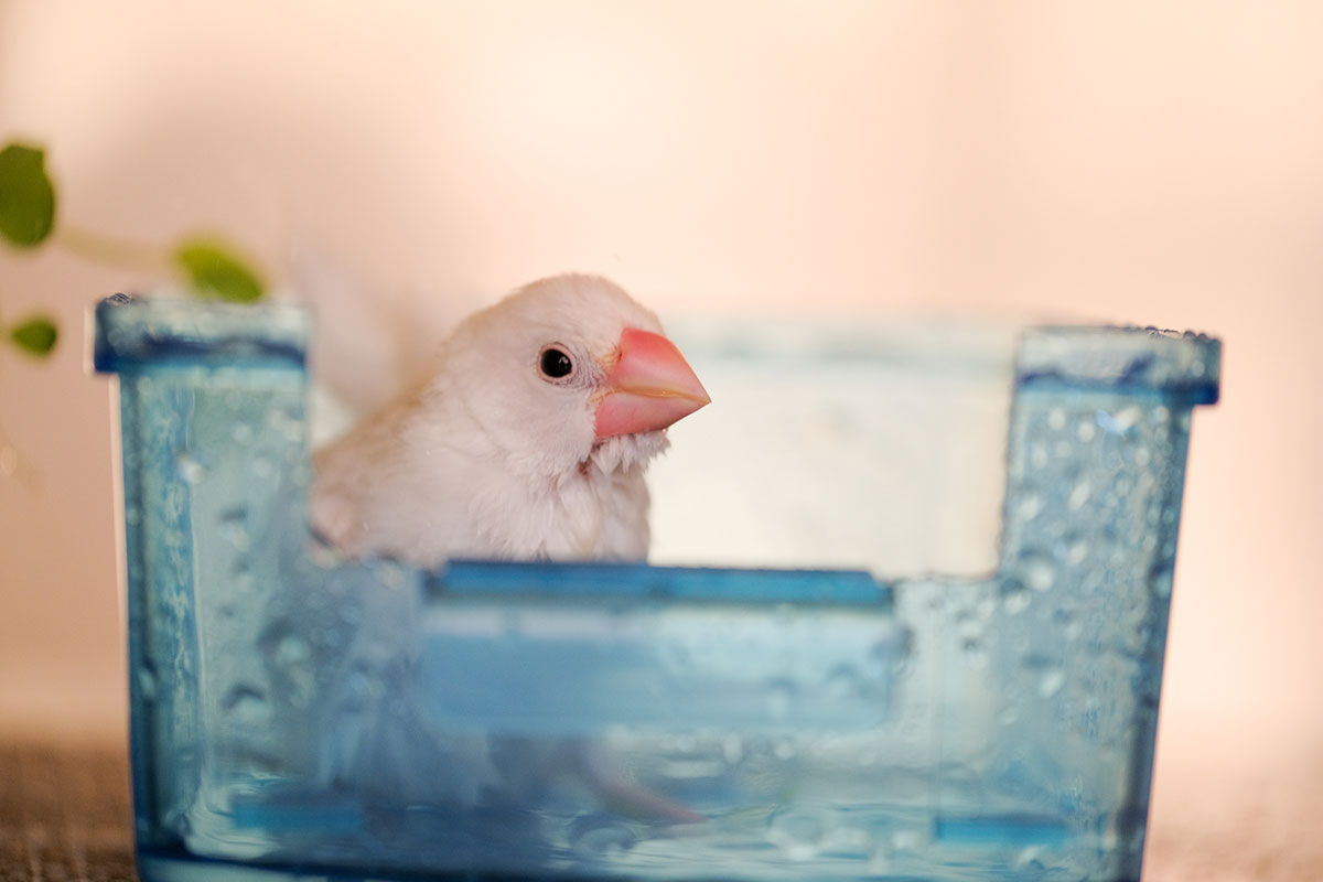 文鳥ってどんな鳥？種類や飼い方、寿命や値段、手乗り文鳥に育てるコツなどについて徹底解説！の画像11