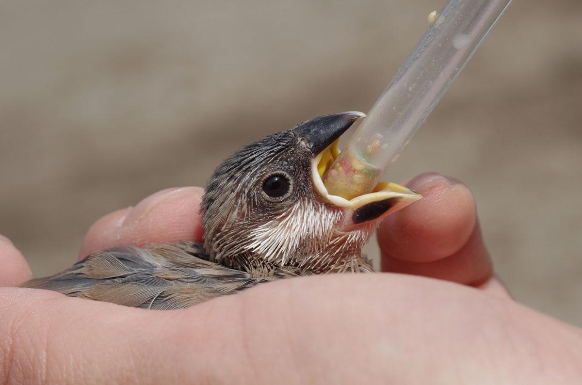 文鳥ってどんな鳥？種類や飼い方、寿命や値段、手乗り文鳥に育てるコツなどについて徹底解説！の画像12