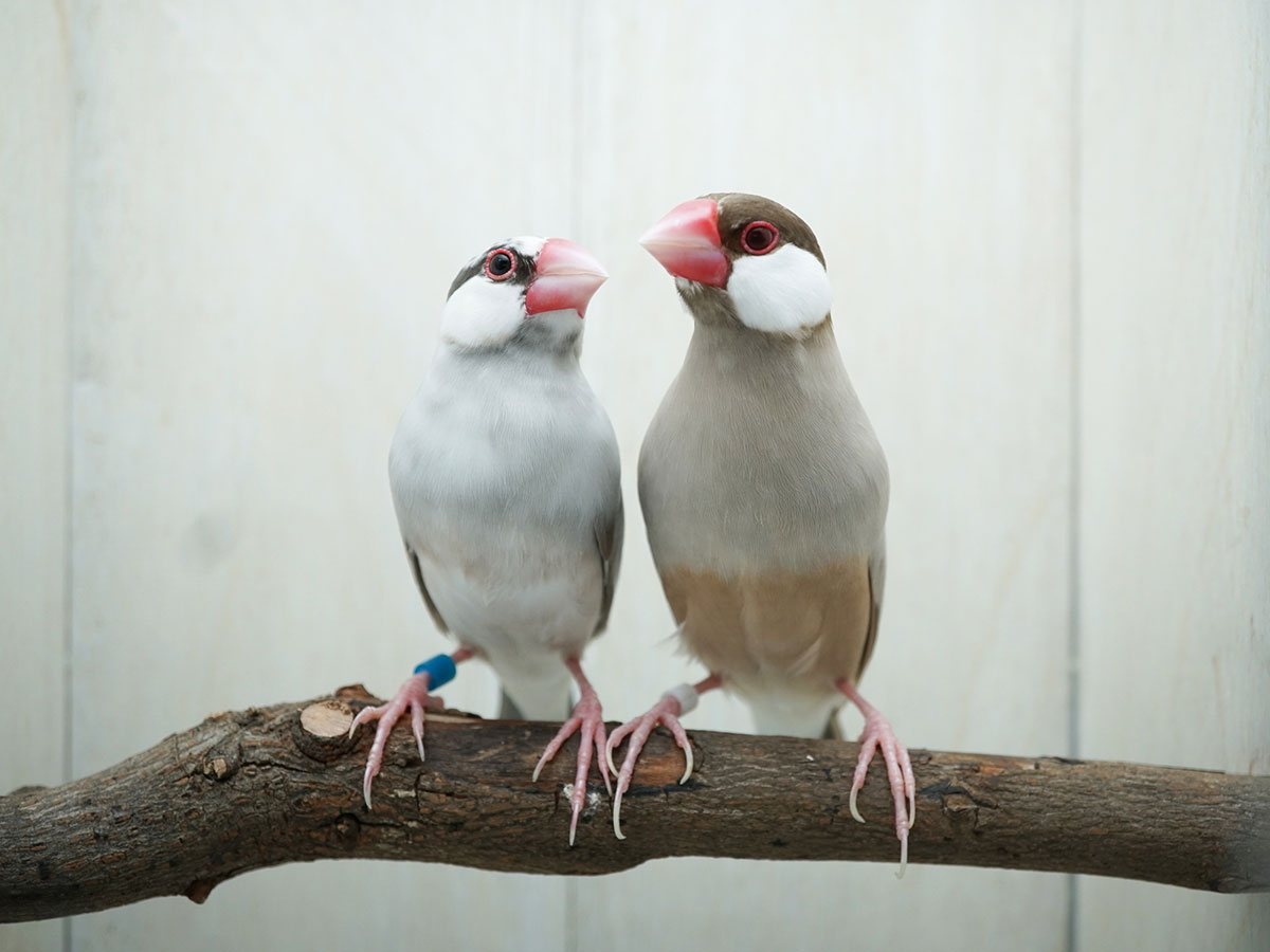 文鳥ってどんな鳥？種類や飼い方、寿命や値段、手乗り文鳥に育てるコツなどについて徹底解説！の画像13