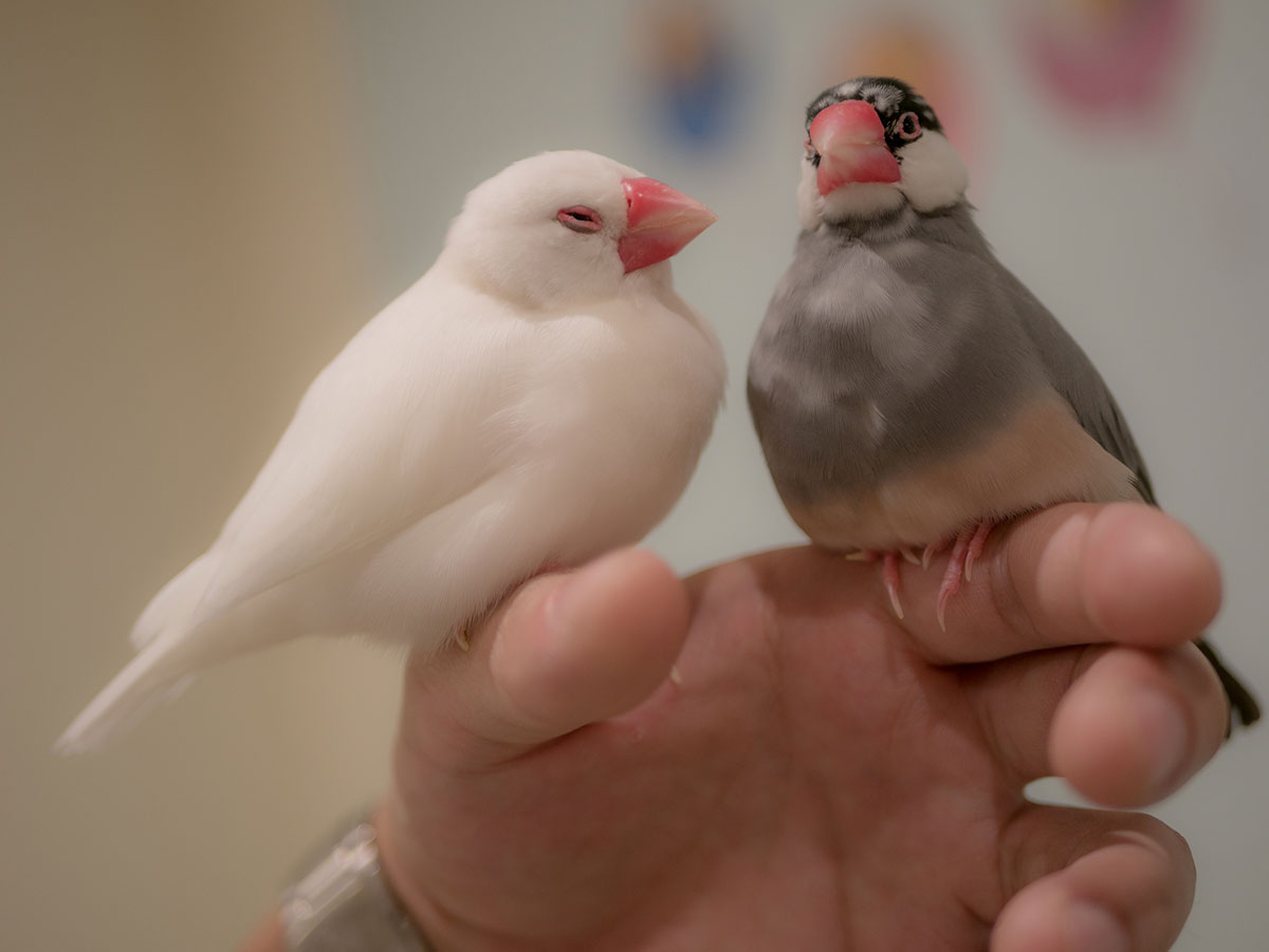 文鳥ってどんな鳥？種類や飼い方、寿命や値段、手乗り文鳥に育てるコツなどについて徹底解説！の画像14