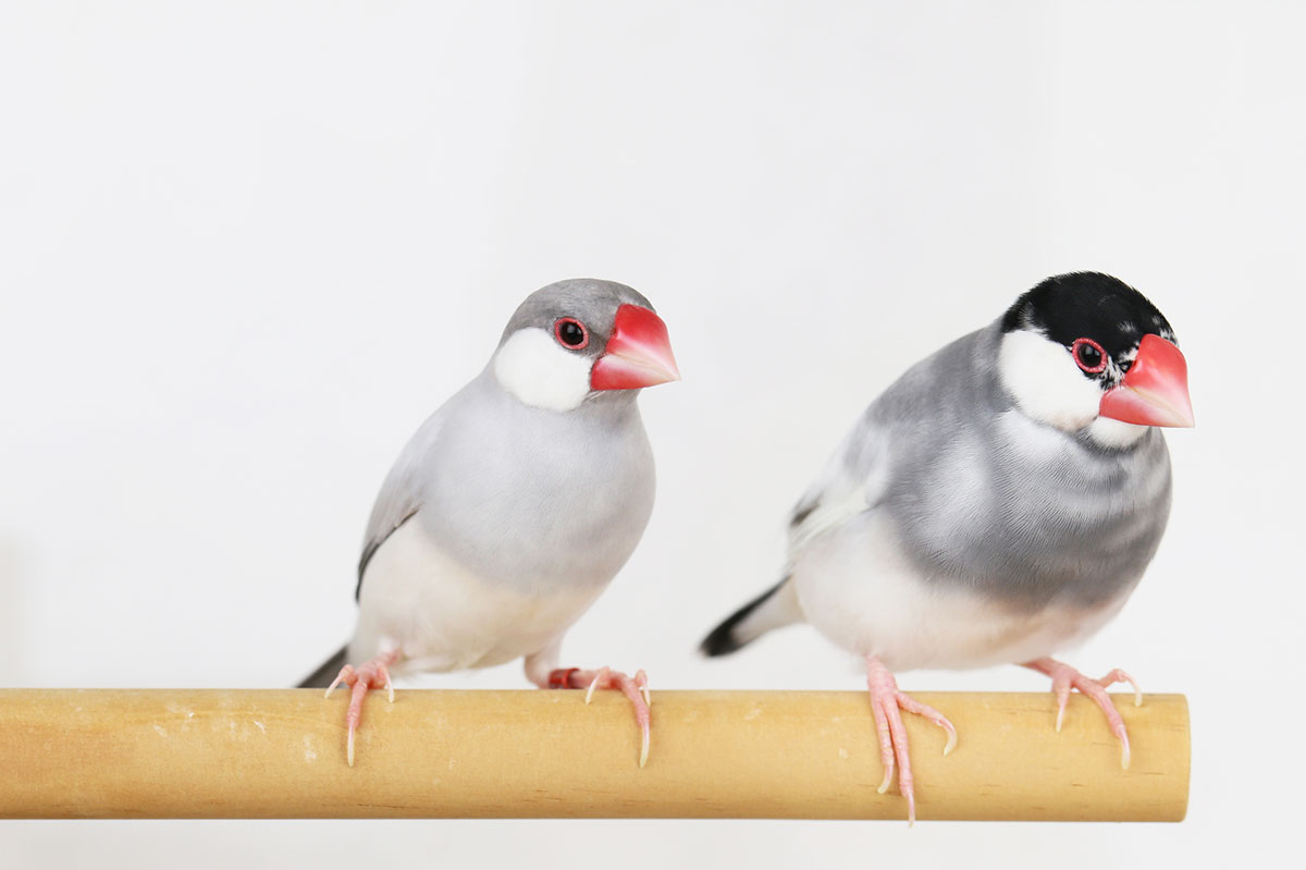 文鳥ってどんな鳥？種類や飼い方、寿命や値段、手乗り文鳥に育てるコツなどについて徹底解説！の画像15