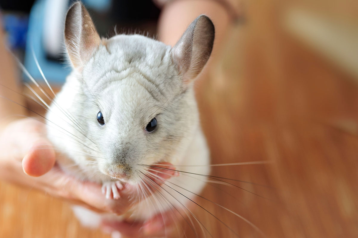 チンチラの飼い方は？種類や特徴、寿命や値段、なつくかどうかについても徹底解説！の画像07