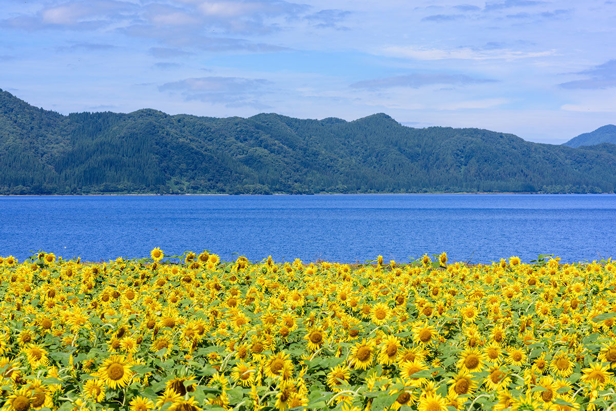 【夏といえば】ランキング！夏の食べ物・行事・自然・曲のアンケートの画像01