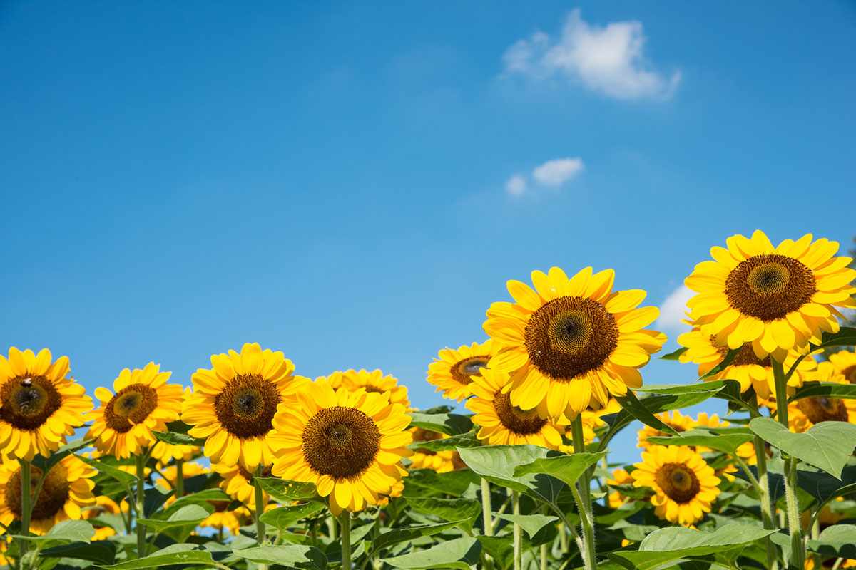 【夏といえば】ランキング！夏の食べ物・行事・自然・曲のアンケートの画像11