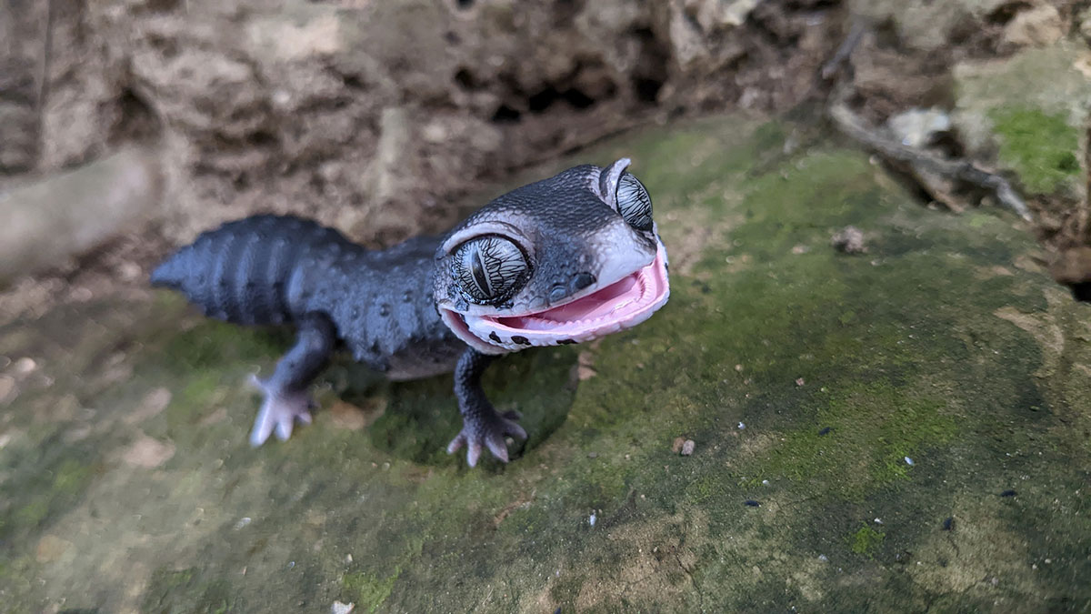 ヒョウモントカゲモドキの飼い方は？種類や値段、なつくかどうかや寿命についても解説！の画像07