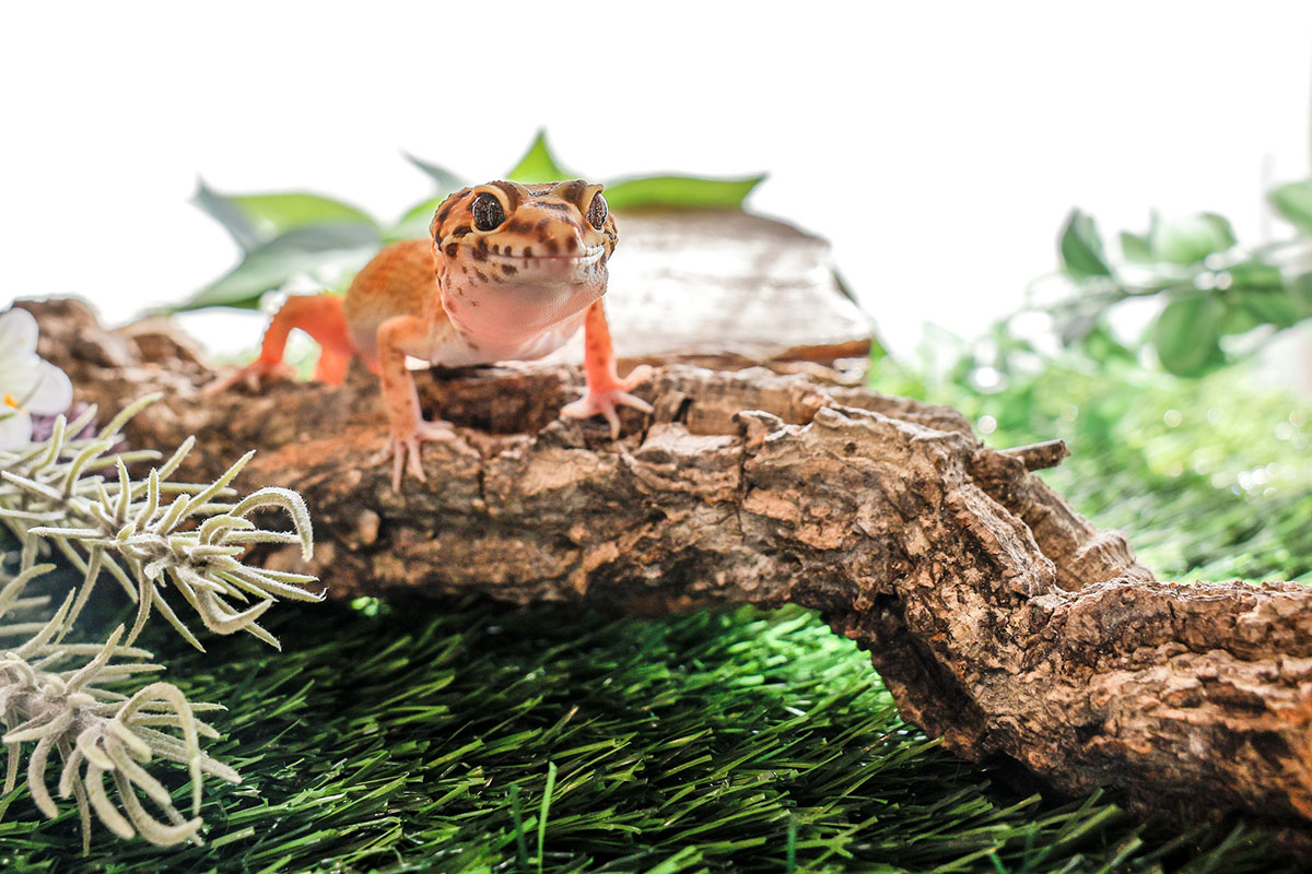 ヒョウモントカゲモドキの飼い方は？種類や値段、なつくかどうかや寿命についても解説！の画像11