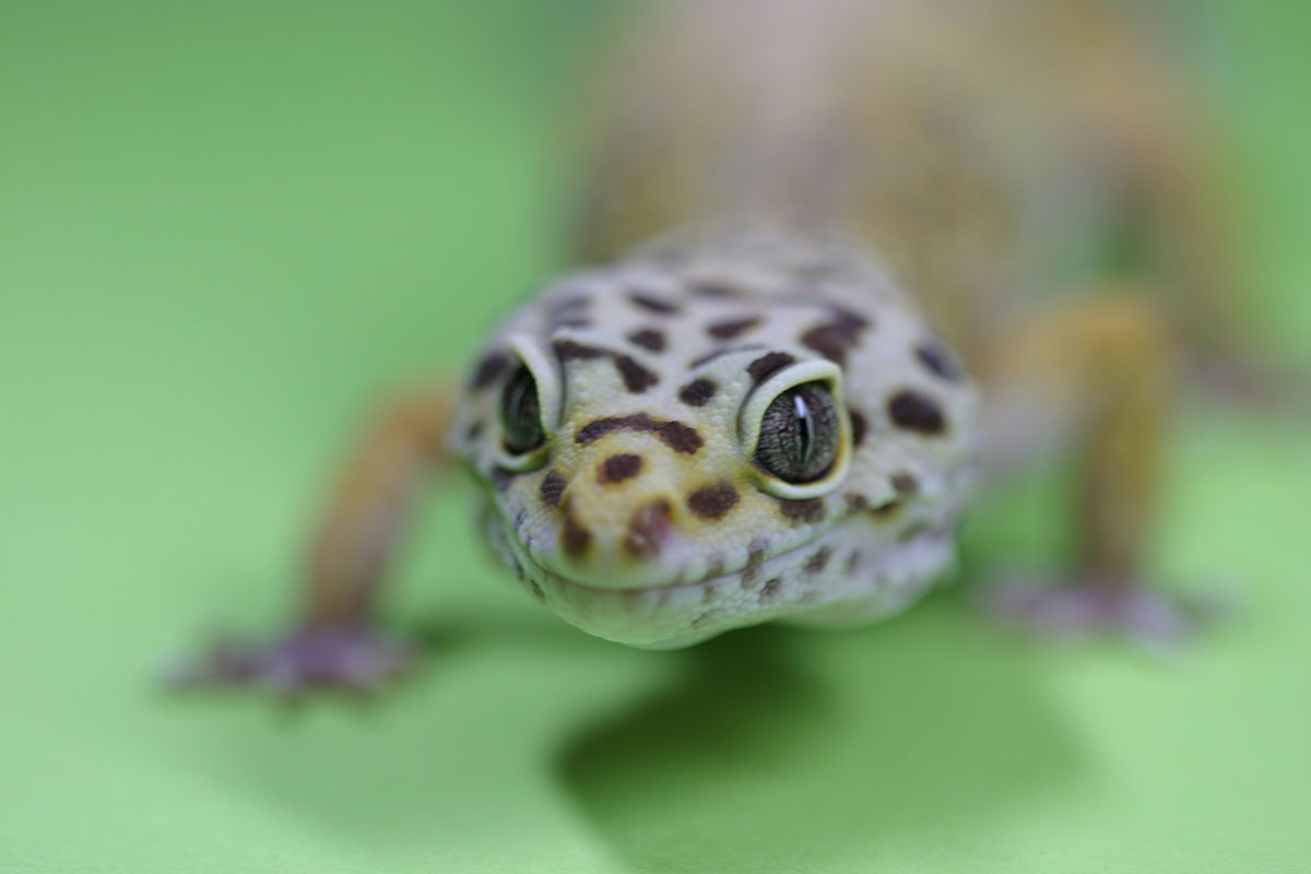 ヒョウモントカゲモドキの飼い方は？種類や値段、なつくかどうかや寿命についても解説！の画像13