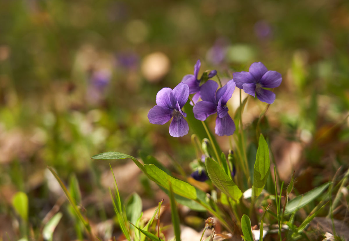 春の花といえば？ガーデニングにぴったりの春の花20選の画像10