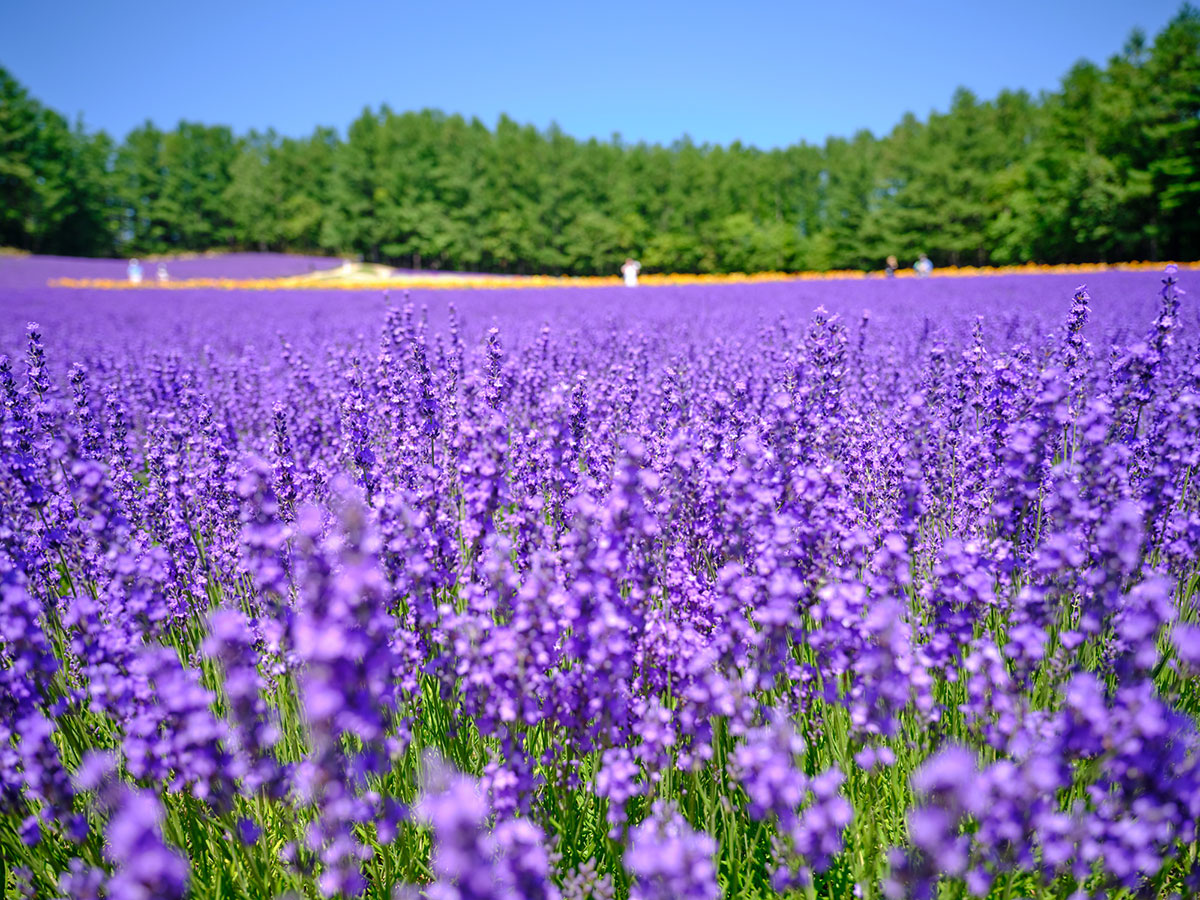 春の花といえば？ガーデニングにぴったりの春の花20選の画像15