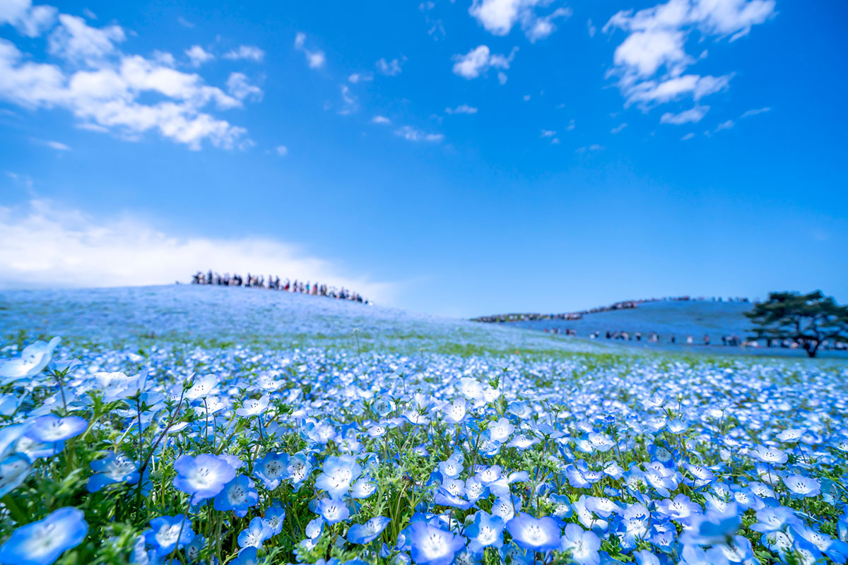 春の花といえば？ガーデニングにぴったりの春の花20選の画像17