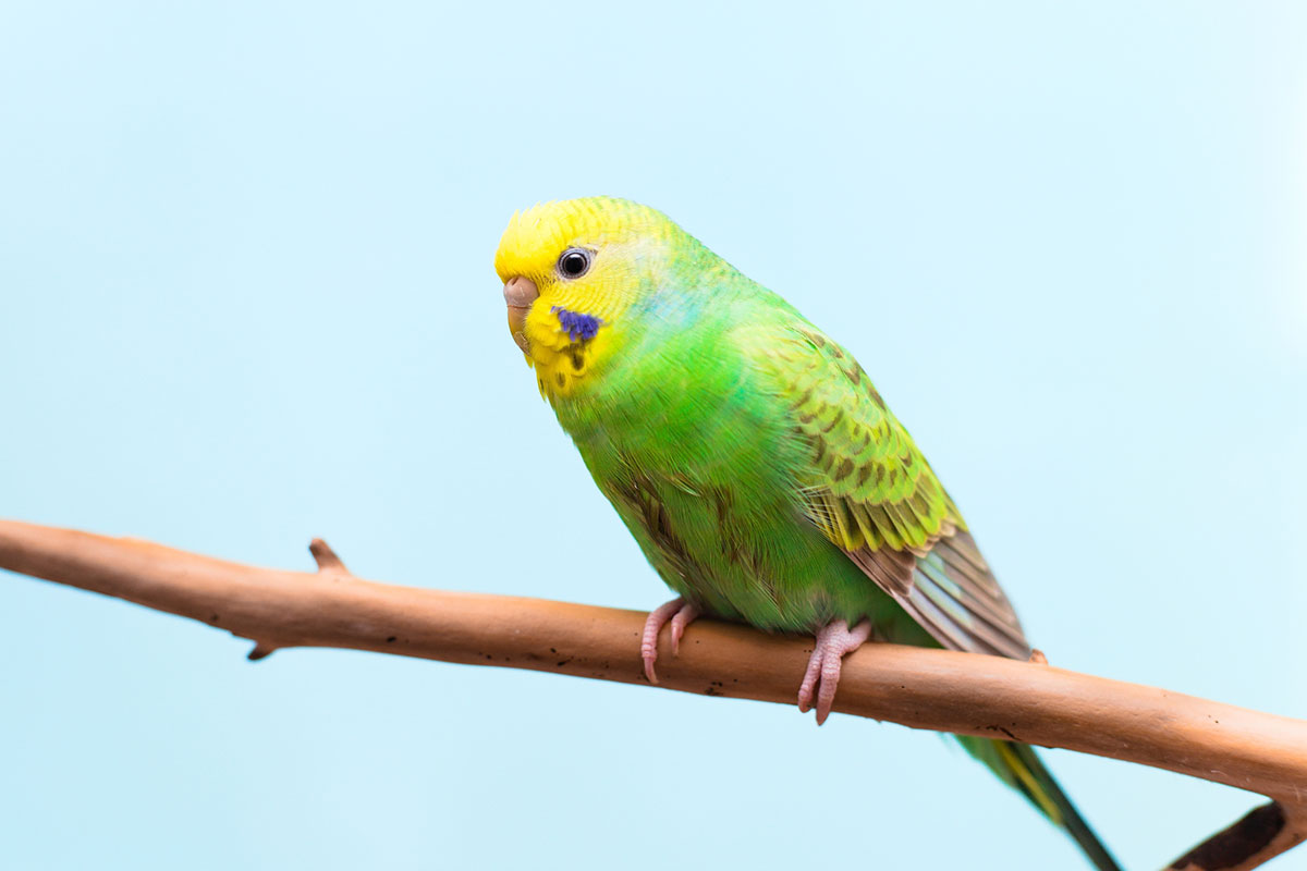 インコの正しい飼い方は？種類や餌、寿命やしゃべるかどうかについても解説！の画像03