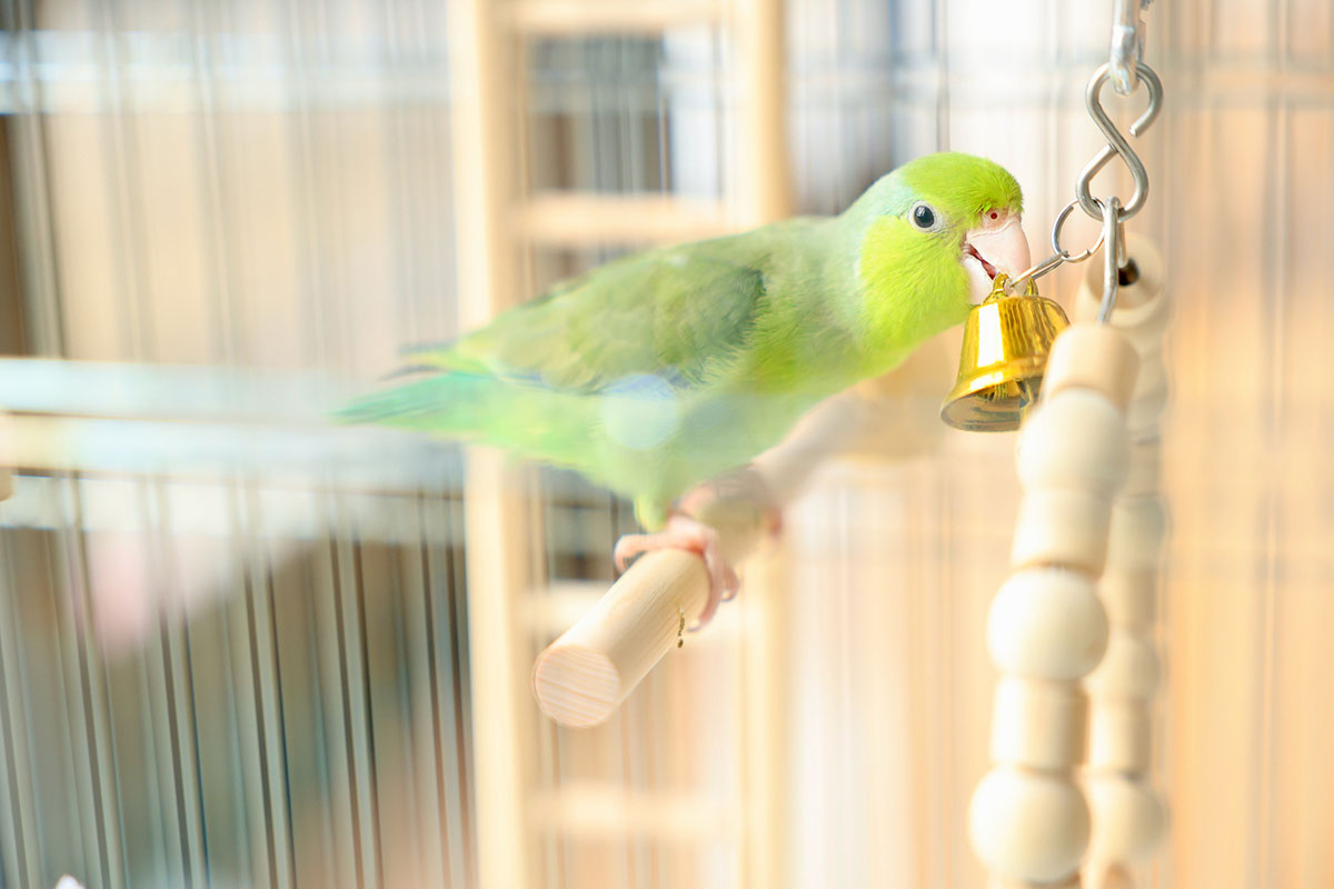 インコの正しい飼い方は？種類や餌、寿命やしゃべるかどうかについても解説！の画像07