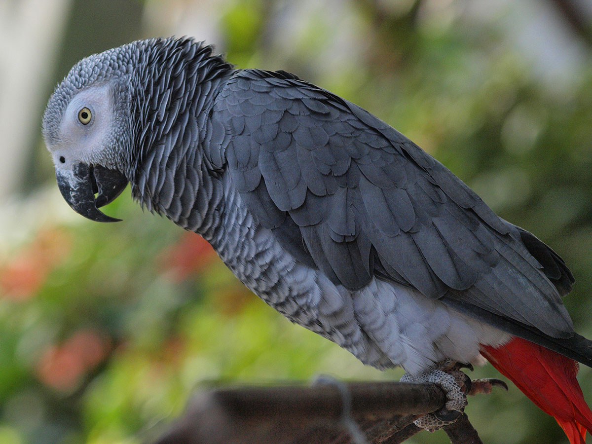 インコの正しい飼い方は？種類や餌、寿命やしゃべるかどうかについても解説！の画像08