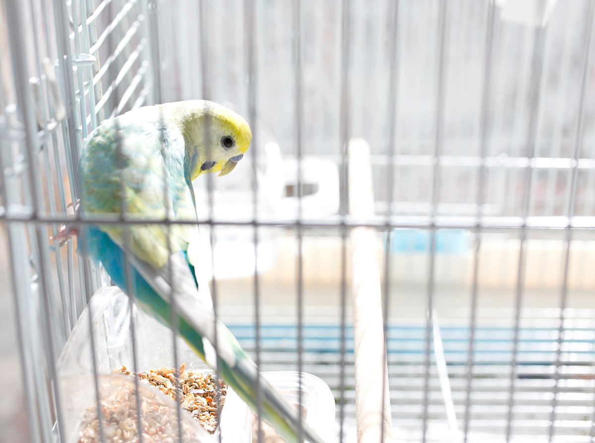 インコの正しい飼い方は？種類や餌、寿命やしゃべるかどうかについても解説！の画像10