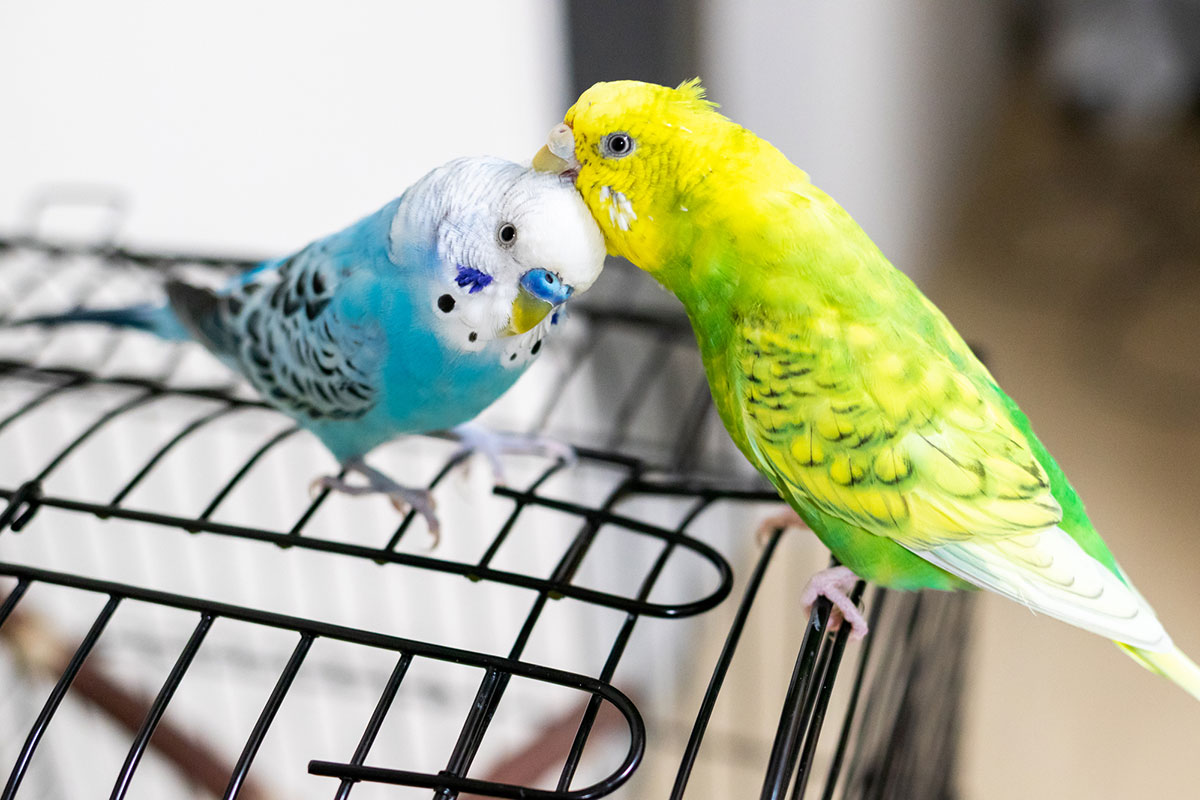 インコの正しい飼い方は？種類や餌、寿命やしゃべるかどうかについても解説！の画像11