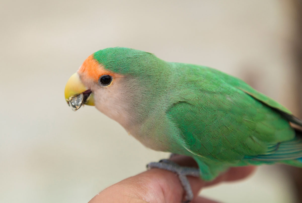 インコの正しい飼い方は？種類や餌、寿命やしゃべるかどうかについても解説！の画像13