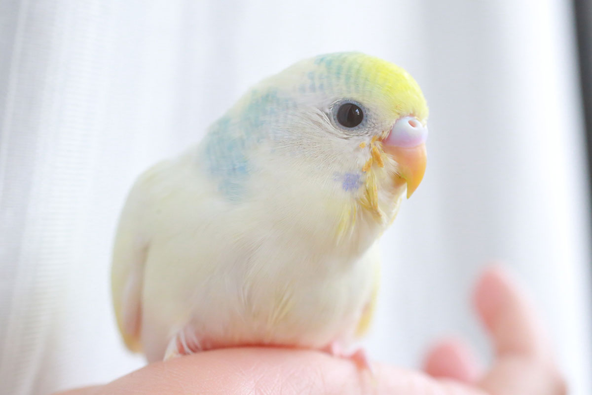 インコの正しい飼い方は？種類や餌、寿命やしゃべるかどうかについても解説！の画像14