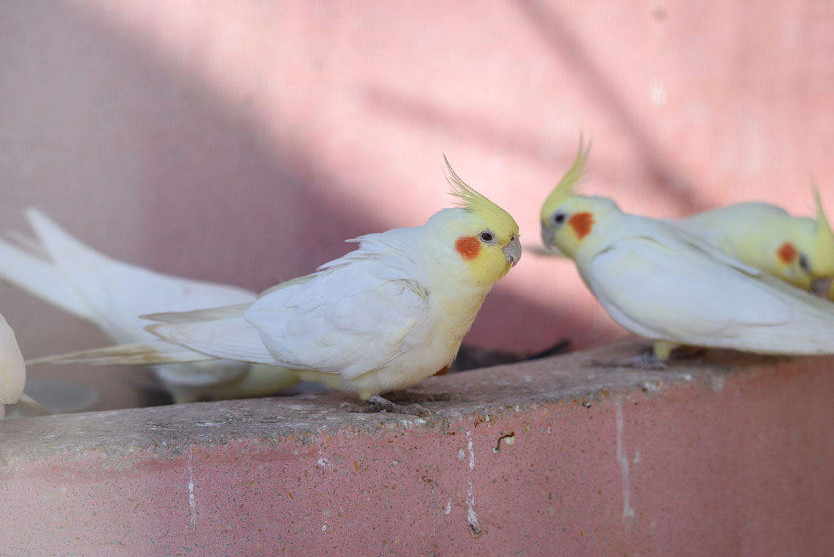 インコの正しい飼い方は？種類や餌、寿命やしゃべるかどうかについても解説！の画像15