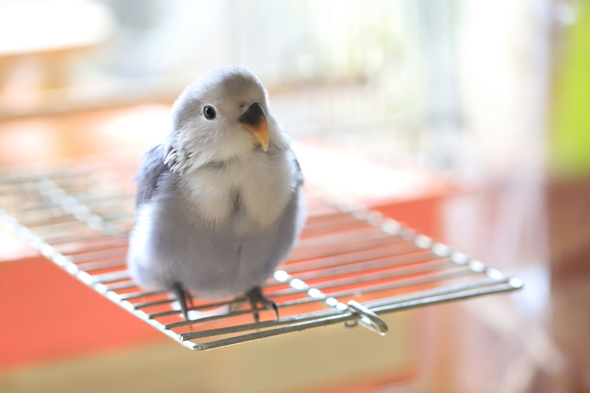 インコの正しい飼い方は？種類や餌、寿命やしゃべるかどうかについても解説！の画像16