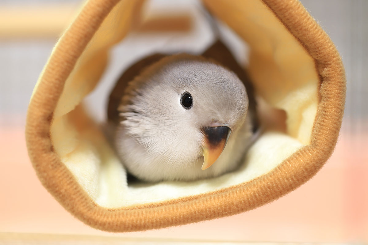 インコの正しい飼い方は？種類や餌、寿命やしゃべるかどうかについても解説！の画像18