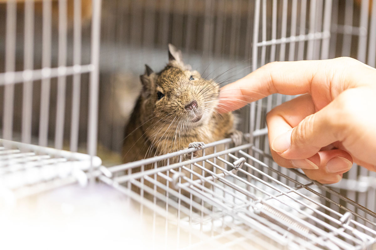 デグーの正しい飼い方は？種類や鳴き声、寿命や価格について解説の画像05