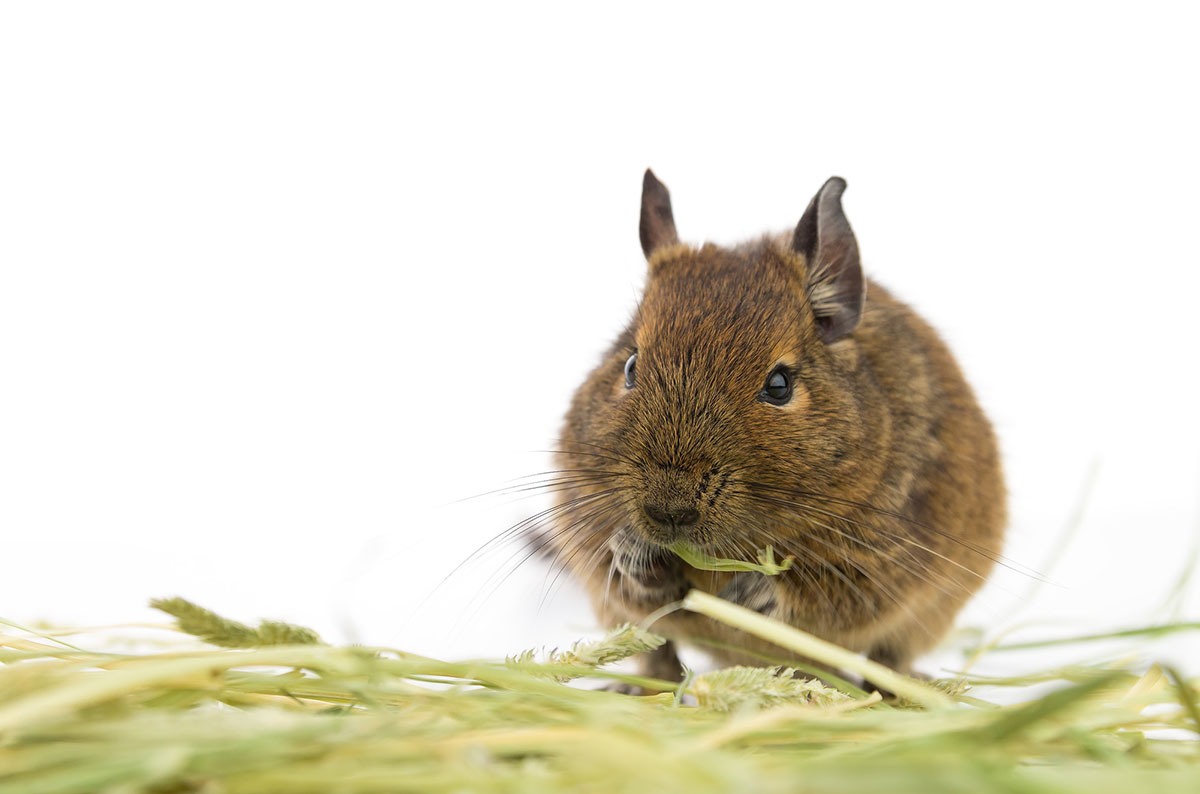 デグーの正しい飼い方は？種類や鳴き声、寿命や価格について解説の画像06