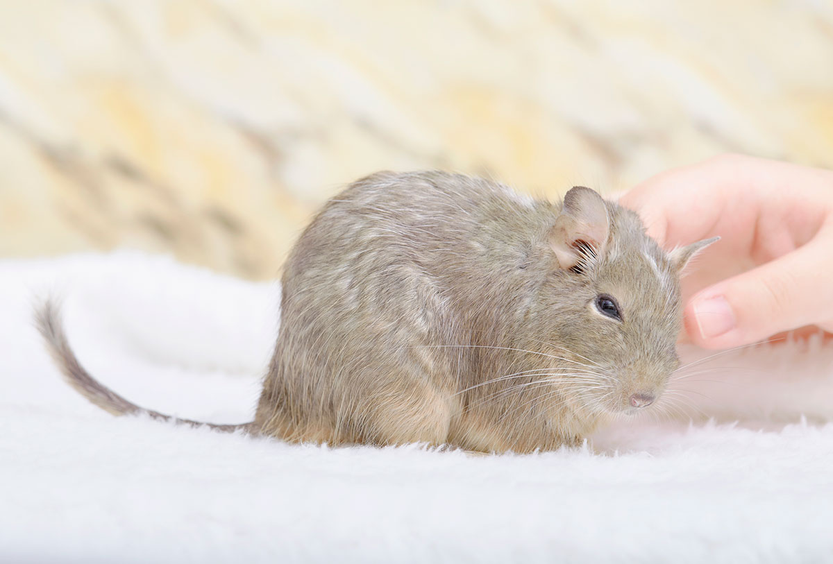 デグーの正しい飼い方は？種類や鳴き声、寿命や価格について解説の画像07