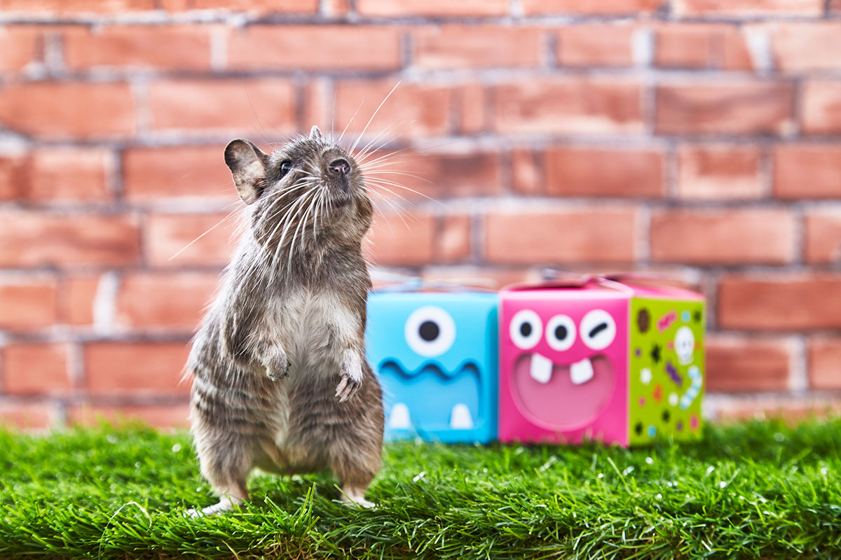 デグーの正しい飼い方は？種類や鳴き声、寿命や価格について解説の画像09