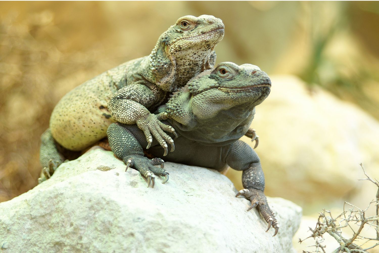 イグアナはペットにできる？種類や寿命、餌や飼い方について解説！の画像09