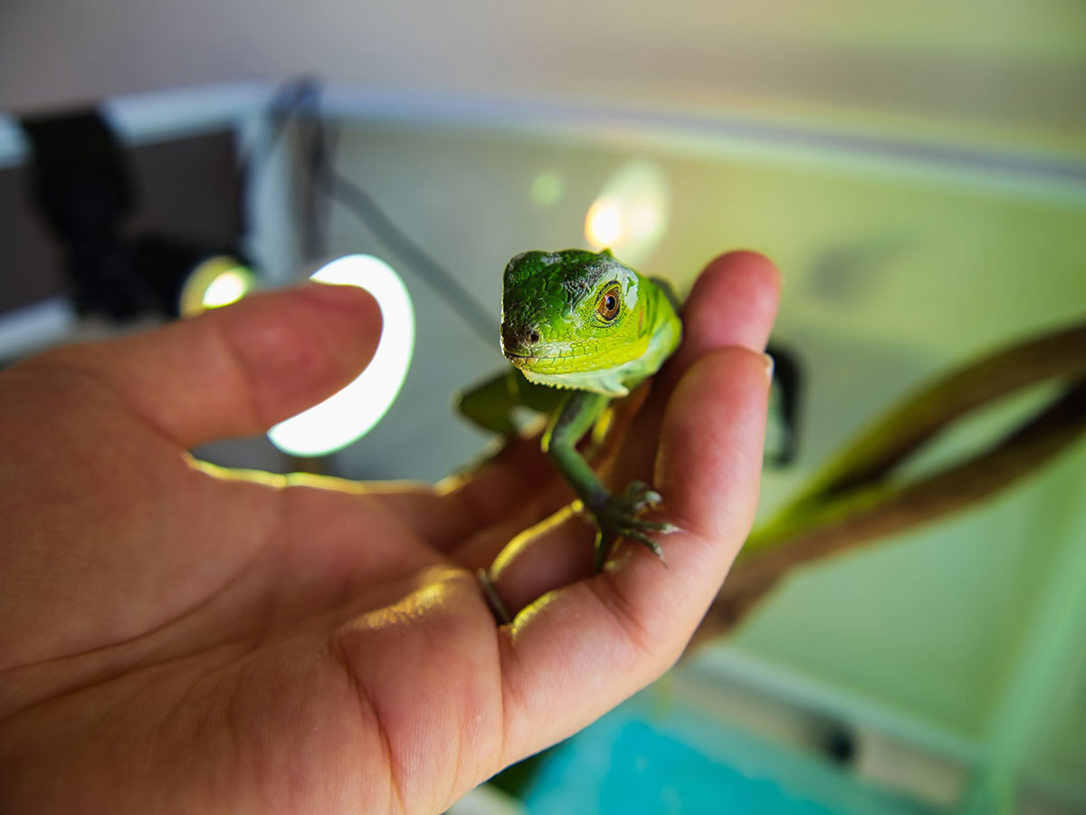 イグアナはペットにできる？種類や寿命、餌や飼い方について解説！の画像12