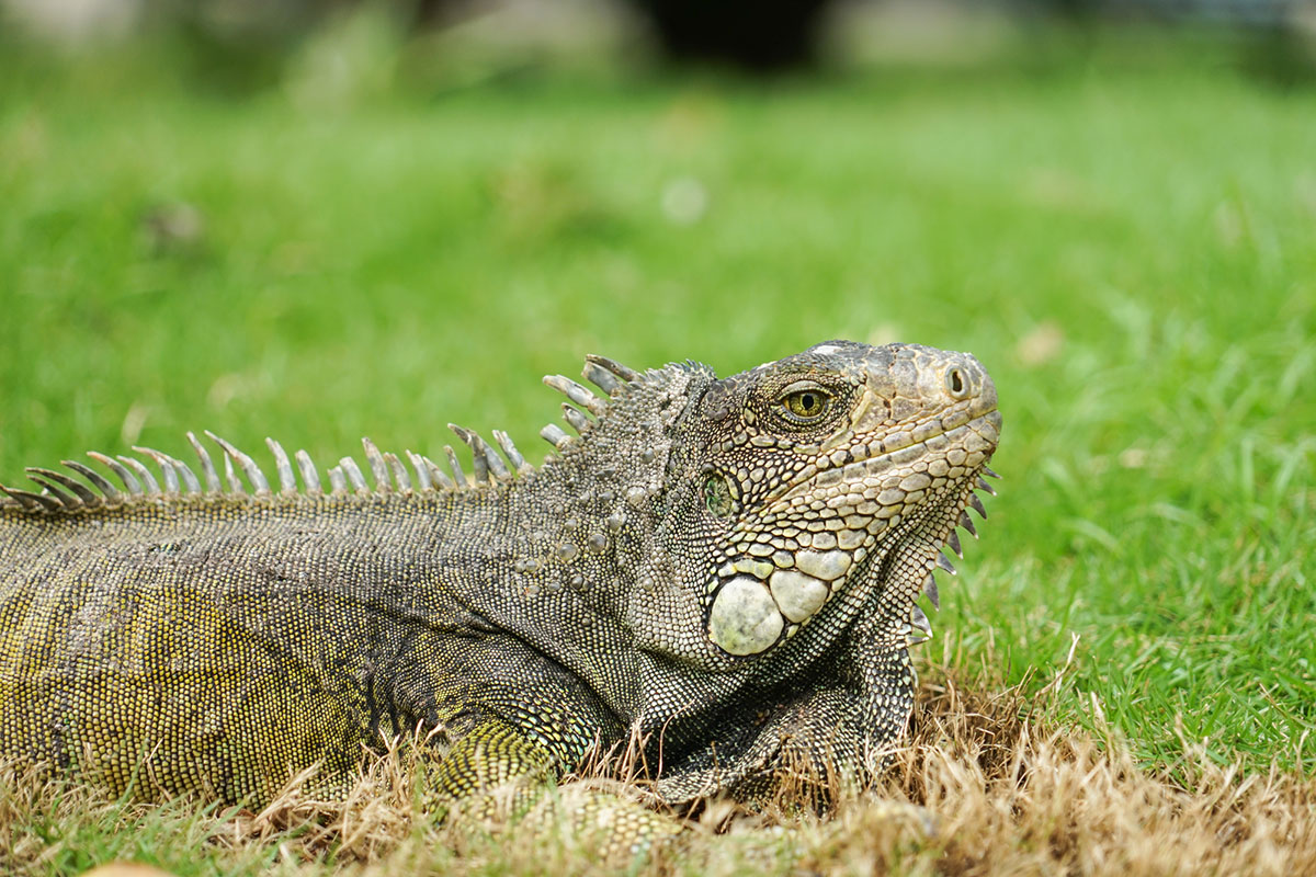 イグアナはペットにできる？種類や寿命、餌や飼い方について解説！の画像15