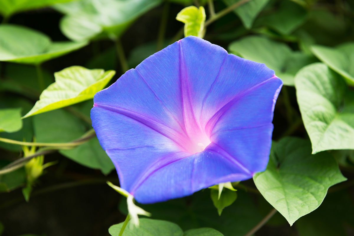 青い花20選！春夏秋冬別に特徴を紹介の画像09