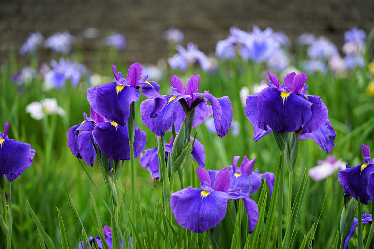 暑さに強い夏の花！30選と花言葉の画像03