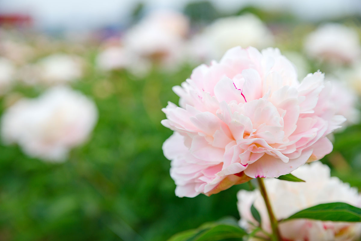 暑さに強い夏の花！30選と花言葉の画像04