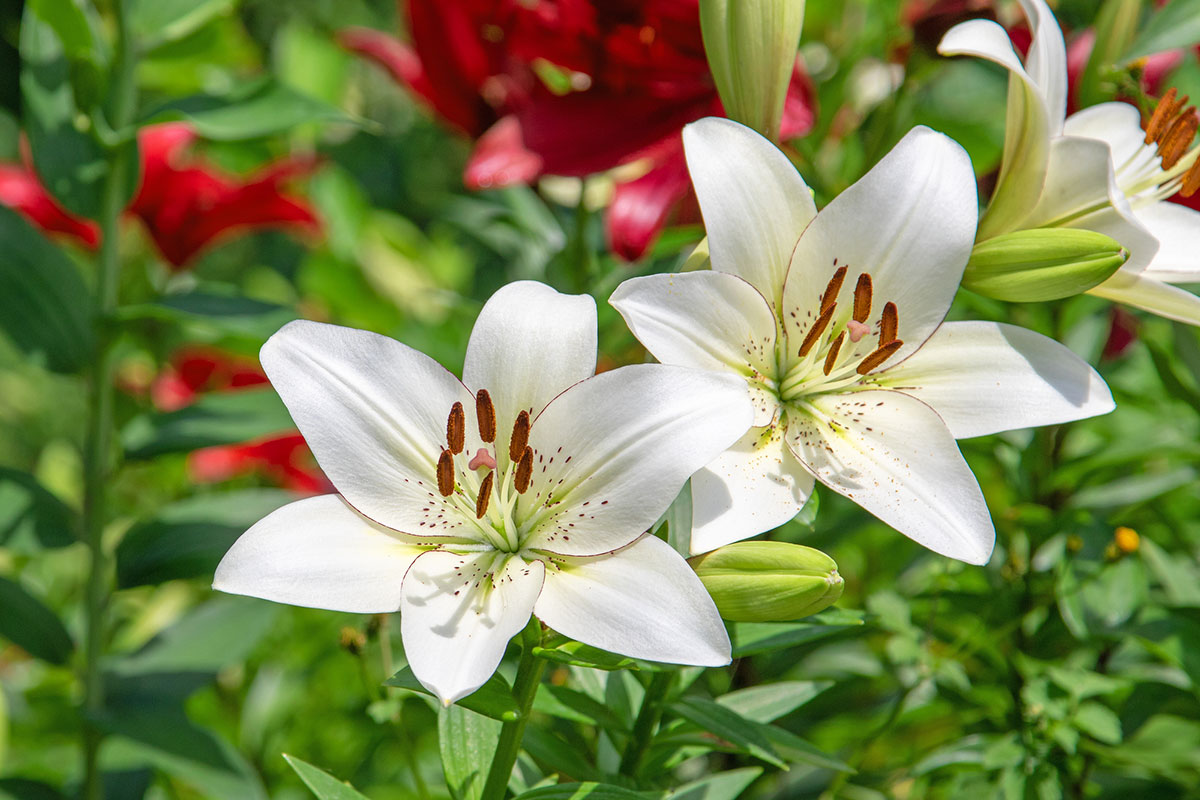 暑さに強い夏の花！30選と花言葉の画像05