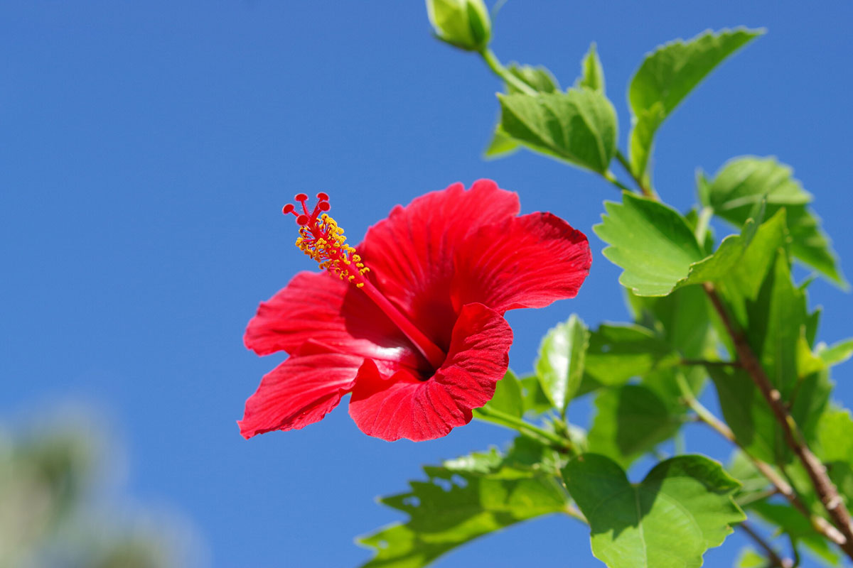 暑さに強い夏の花！30選と花言葉の画像07