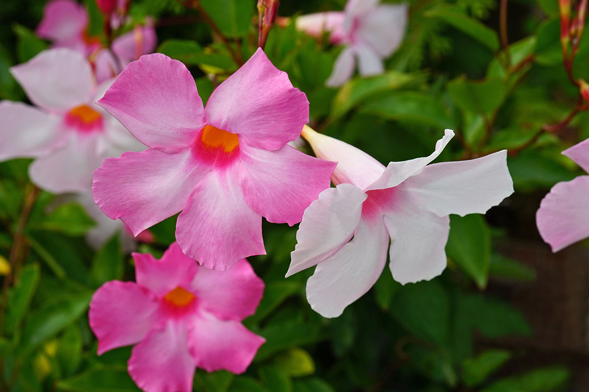 暑さに強い夏の花！30選と花言葉の画像09