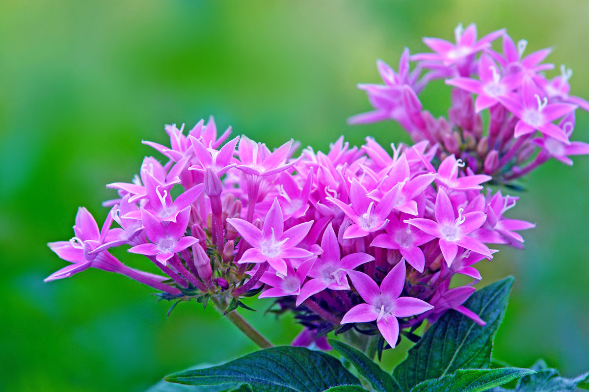 暑さに強い夏の花！30選と花言葉の画像11