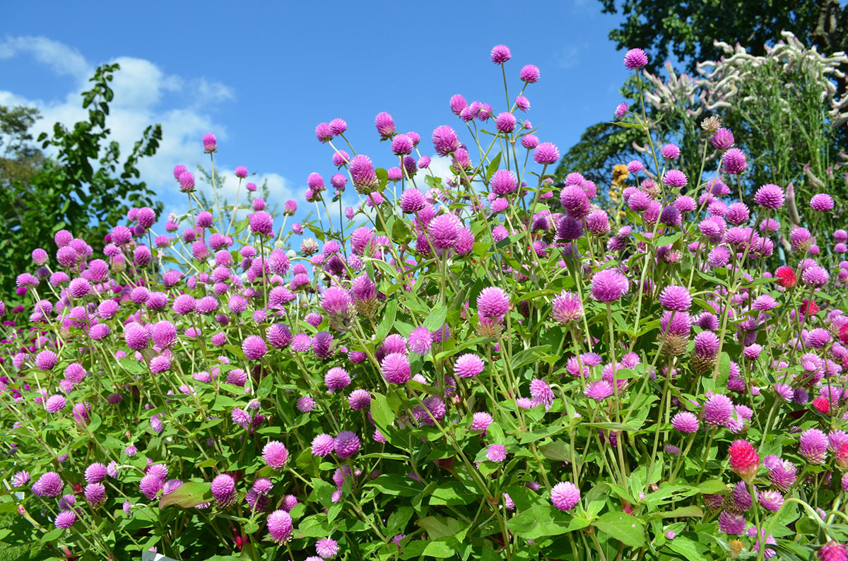 暑さに強い夏の花！30選と花言葉の画像14