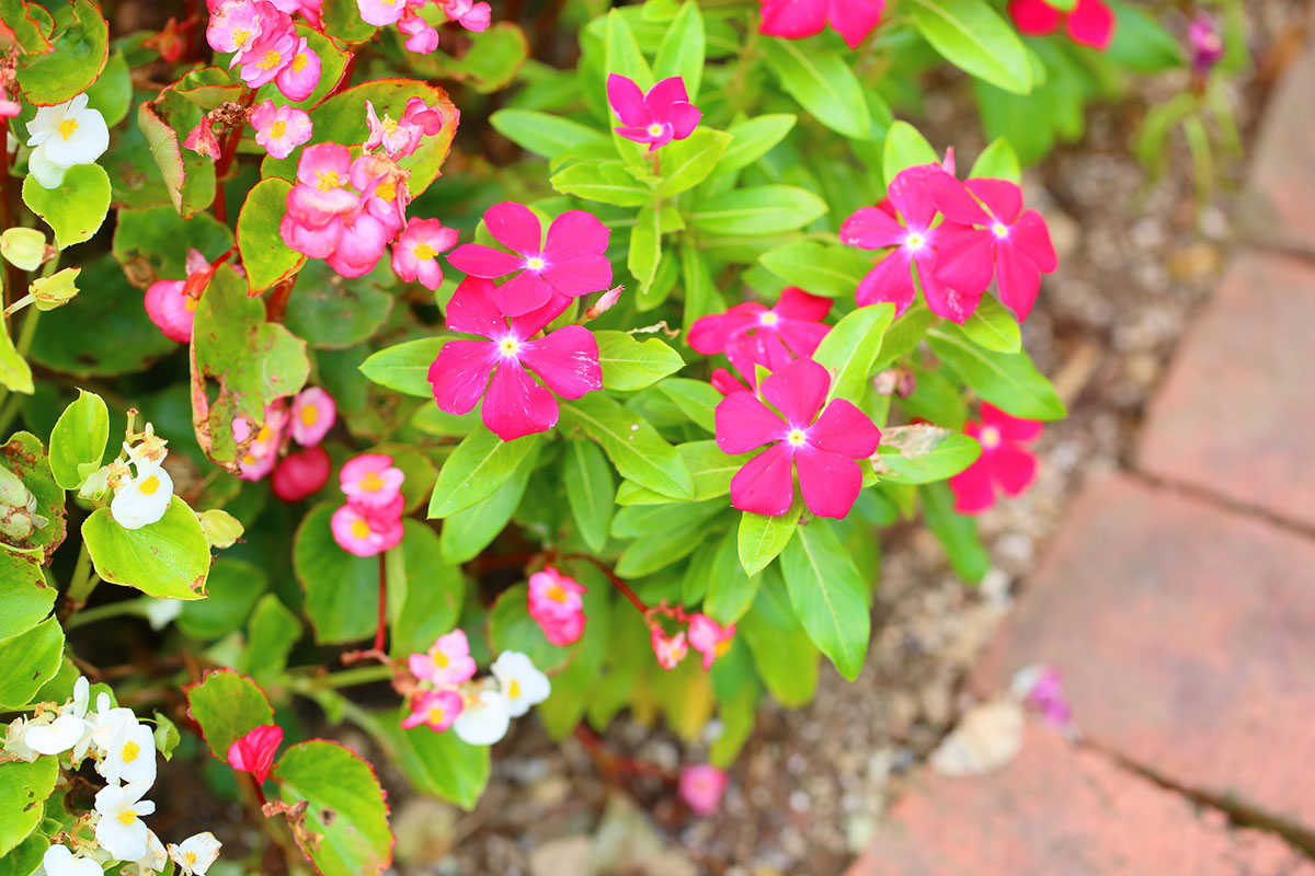 暑さに強い夏の花！30選と花言葉の画像17