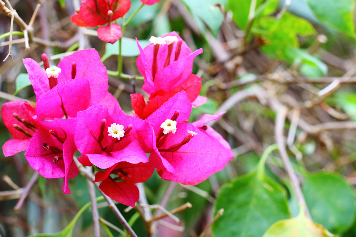 暑さに強い夏の花！30選と花言葉の画像18