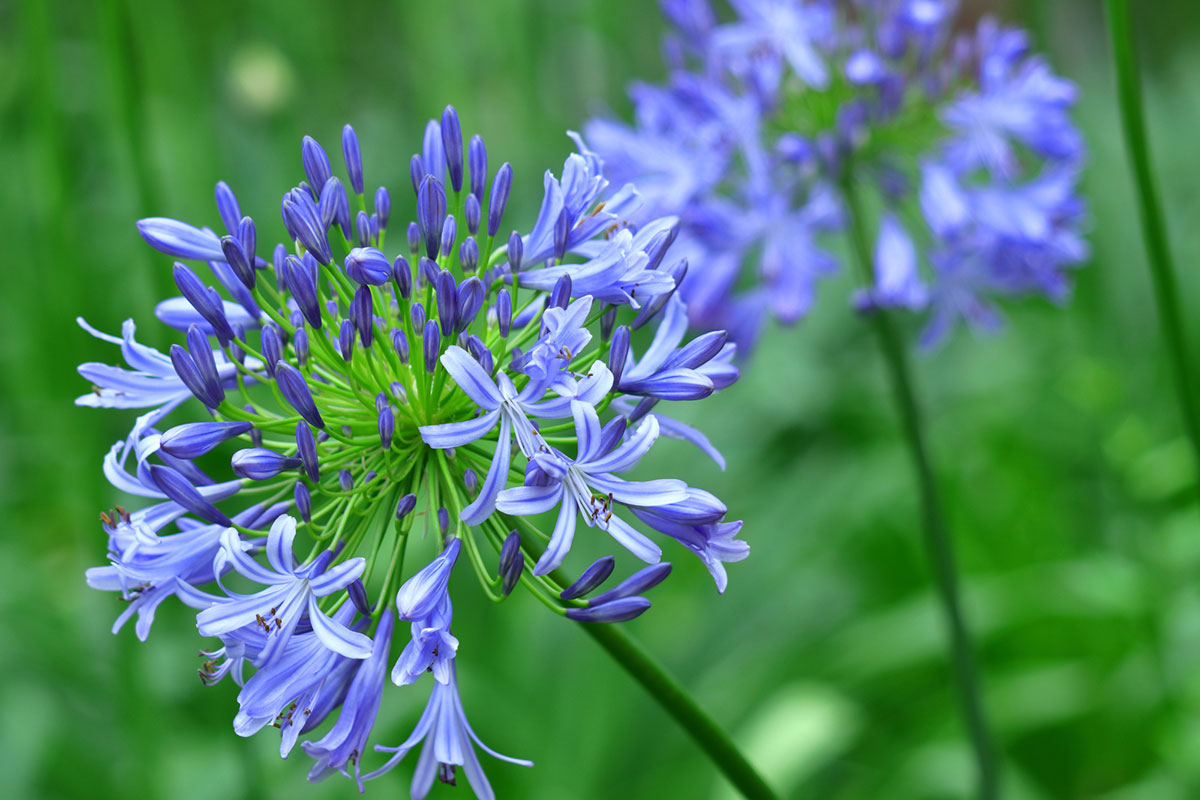 暑さに強い夏の花！30選と花言葉の画像20