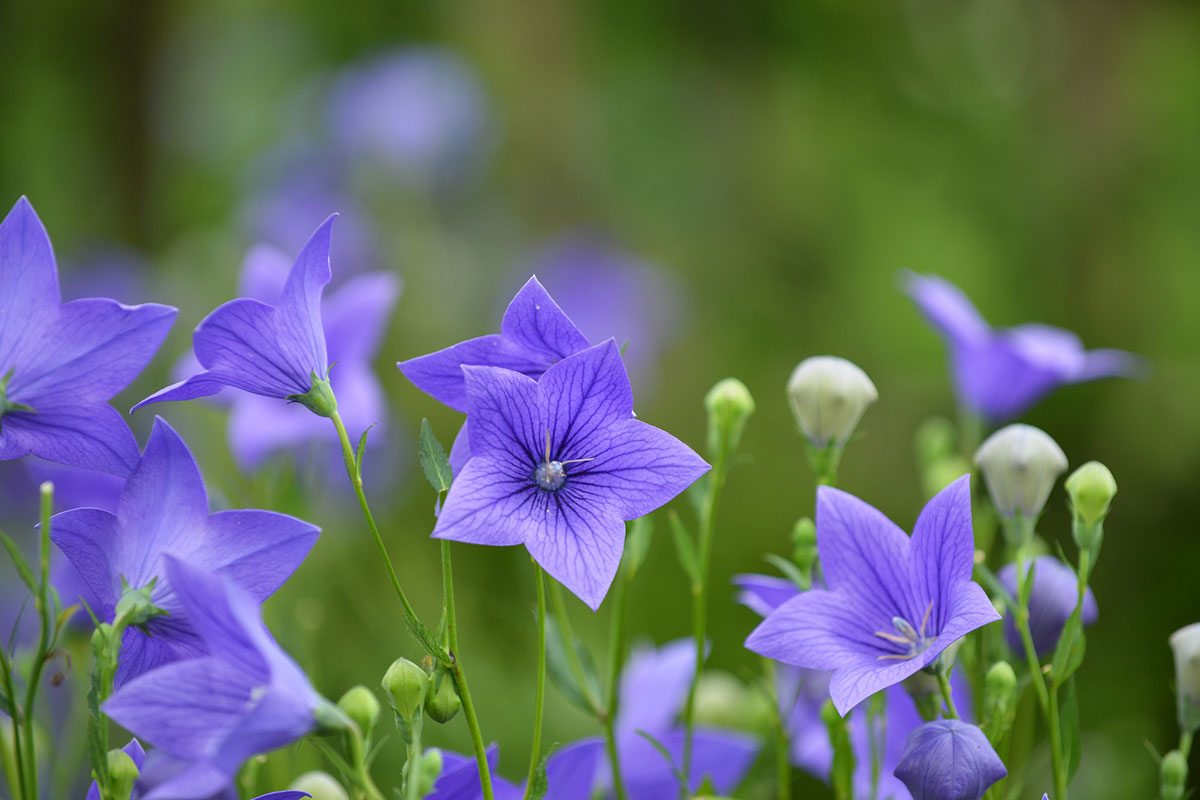 暑さに強い夏の花！30選と花言葉の画像22