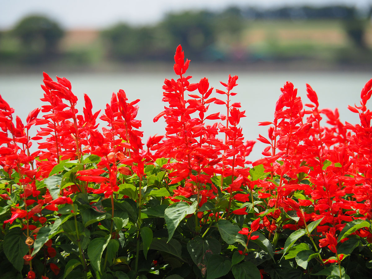 暑さに強い夏の花！30選と花言葉の画像24