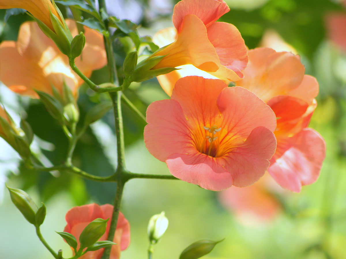 暑さに強い夏の花！30選と花言葉の画像25