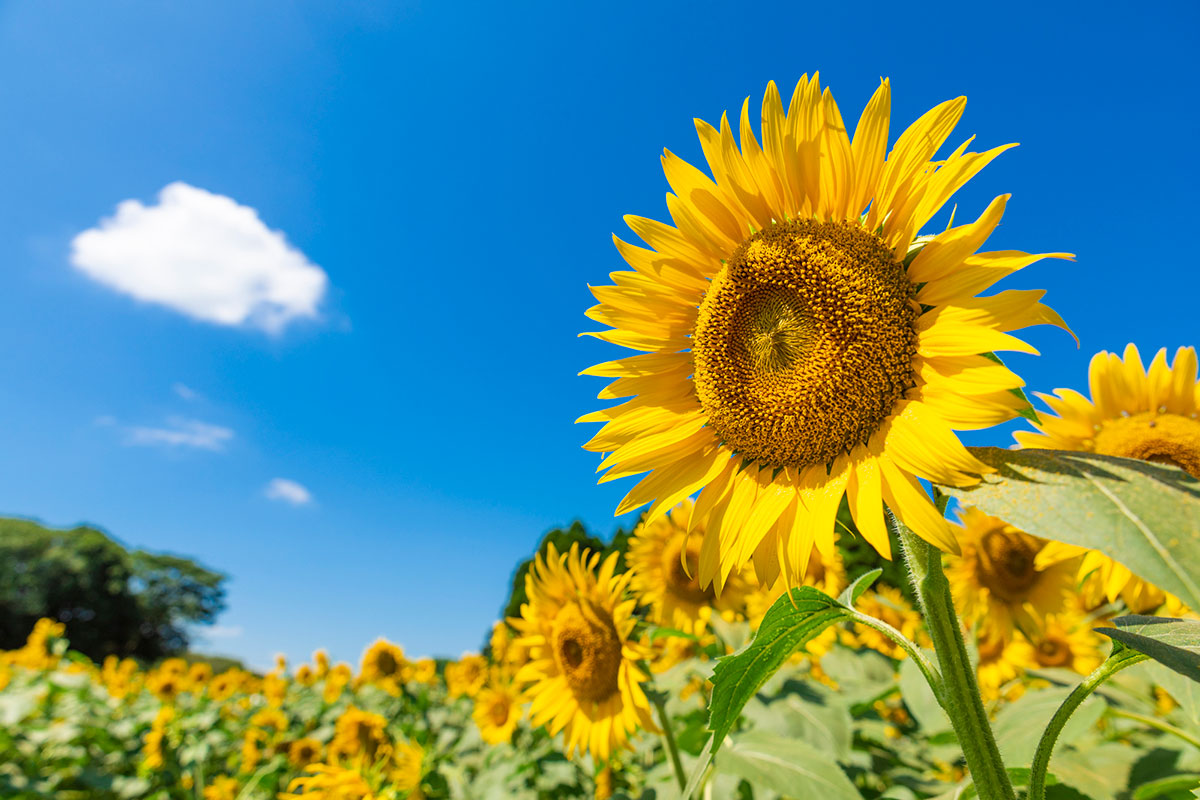 暑さに強い夏の花！30選と花言葉の画像26